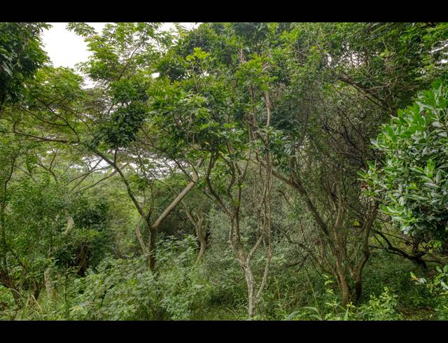 3 BEDROOM TOWNHOUSE FOR SALE IN ZIMBALI ESTATE